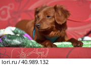 Small ginger dog of the Nevskaya Orchid breed. Стоковое фото, фотограф Анна Кривицкая / Фотобанк Лори