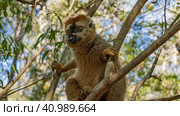 A charming Common brown lemur Eulemur albifrons is sitting on the branches of a tree, looking carefully. (2023 год). Стоковое фото, фотограф Вера Ивановна Кубарева / Фотобанк Лори