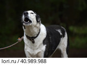 Black with white young alabai in summer. Стоковое фото, фотограф Анна Кривицкая / Фотобанк Лори