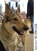 Czechoslovak wolf dog. Стоковое фото, фотограф Анна Кривицкая / Фотобанк Лори