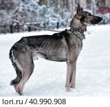 Dog pooch on a leash in winter. Стоковое фото, фотограф Анна Кривицкая / Фотобанк Лори