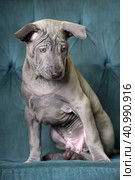 Thai gray ridgeback puppy. Стоковое фото, фотограф Анна Кривицкая / Фотобанк Лори