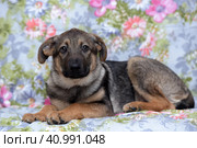Brown puppy looking uptight. Стоковое фото, фотограф Анна Кривицкая / Фотобанк Лори