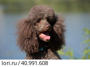 Brown royal poodle at the lake. Стоковое фото, фотограф Анна Кривицкая / Фотобанк Лори