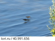 River bird Kulik on the banks of the river in summer. Стоковое фото, фотограф Egor Sarantstv / Фотобанк Лори