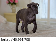 Gray Thai ridgeback puppy. Стоковое фото, фотограф Анна Кривицкая / Фотобанк Лори
