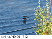 River bird Kulik on the banks of the river in summer. Стоковое фото, фотограф Egor Sarantstv / Фотобанк Лори