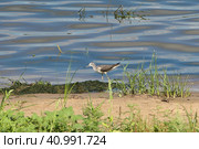 River bird Kulik on the banks of the river in summer. Стоковое фото, фотограф Egor Sarantstv / Фотобанк Лори
