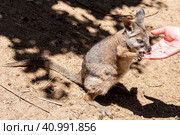 Kangaroo wallaby (Macropodidae) eatting food from human hands. Australia, Kangaroo Island. Стоковое фото, фотограф VittoriaChe / Фотобанк Лори