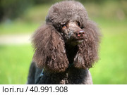 Brown royal poodle in the summer. Стоковое фото, фотограф Анна Кривицкая / Фотобанк Лори