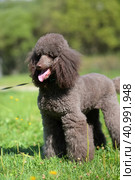 Brown royal poodle in the summer. Стоковое фото, фотограф Анна Кривицкая / Фотобанк Лори
