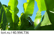 Banana tree, cultivated plant of the genus Banana Musa. Large green beautiful banana leaves sway in the wind. Blue sky. Banana plantation in Ecuador. Tropical sunny evening. Tourism and agriculture. Стоковое видео, видеограф Юлия Петровская / Фотобанк Лори