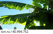 Banana tree, cultivated plant of the genus Banana Musa. Large green beautiful banana leaves sway in the wind. Blue sky. Banana plantation in Ecuador. Tropical sunny evening. Tourism and agriculture. Стоковое видео, видеограф Юлия Петровская / Фотобанк Лори