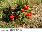 Rubus chamaemorus is a species of flowering plant rose family Rosaceae, native to cool temperate regions. Cloudberry, nordic berry, bakeapple, knotberry, aqpik or low-bush salmonberry, averin or evron. Стоковое фото, фотограф Юлия Петровская / Фотобанк Лори