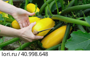 Woman cuts yellow ripe zucchini from the bush. Organic farming. Стоковое видео, видеограф Мария Зубарева / Фотобанк Лори