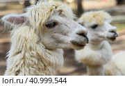 Portrait of funny lama with fringe in zoo. Стоковое фото, фотограф Татьяна Терехина / Фотобанк Лори