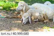 Sleepy sheep has a nap in sunny day. Стоковое фото, фотограф Татьяна Терехина / Фотобанк Лори