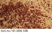 Dry Red and Long Brown Rice Wallpaper. Close Up. Grains fall poured a stack. World crisis, export, import. Harvest problems, sanctions. Increase prices and shortages of food supplies. Стоковое видео, видеограф Марина Демидюк / Фотобанк Лори