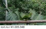 A bright green parrot Amazona albifrons is sitting on a perch. Profile view. The background is lush tropical vegetation. Bird Park. Brazil. Foz do Iguazu. Стоковое фото, фотограф Вера Ивановна Кубарева / Фотобанк Лори