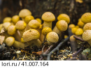 Опята (Armillaria mellea) в осеннем лесу. Лесные грибы и ягоды. малая глубина резкости. Стоковое фото, фотограф Андрей Пустякин / Фотобанк Лори