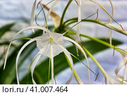 Hymenocallis littoralis beach spider lily plant with white flowers. Стоковое фото, фотограф Илья Курлин / Фотобанк Лори