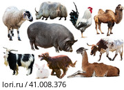 collection farm animals. Стоковое фото, фотограф Яков Филимонов / Фотобанк Лори