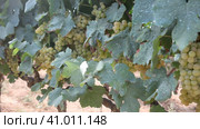 Juicy white grapes growing on vine in vinery, new harvest of wine grape. Стоковое видео, видеограф Яков Филимонов / Фотобанк Лори