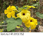 Flowering Uncarina peltata. Стоковое фото, фотограф Irina Opachevsky / Фотобанк Лори