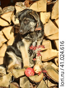 Puppy mestizo shepherd dog on wooden background. Стоковое фото, фотограф Анна Кривицкая / Фотобанк Лори