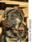 Puppy mestizo shepherd dog on wooden background. Стоковое фото, фотограф Анна Кривицкая / Фотобанк Лори