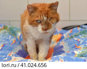 Ginger cat with an eyesore at an animal shelter. Стоковое фото, фотограф Анна Кривицкая / Фотобанк Лори