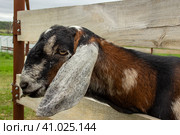 Нубийские козы. Стоковое фото, фотограф Илья Юрукин / Фотобанк Лори