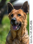 Old german shepherd among green grass. Стоковое фото, фотограф Анна Кривицкая / Фотобанк Лори