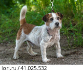 Jack Russell Terrier in the grass discovers the world. Стоковое фото, фотограф Анна Кривицкая / Фотобанк Лори
