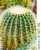 Echinocactus grusonii or Golden Barrel Cactus without flowers close up. Стоковое фото, фотограф Татьяна Терехина / Фотобанк Лори