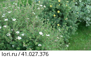 Dasiphora fruticosa blooming bush in the cottage garden landscape. Landscaping of the city park, alley. Potentilla. Shrubby cinquefoil, golden hardhack, cinquefoil, five-finger. Widdy and kuril tea. Стоковое видео, видеограф Марина Демидюк / Фотобанк Лори