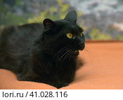 Fluffy cat with green eyes and fangs. Стоковое фото, фотограф Анна Кривицкая / Фотобанк Лори