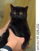 Little black plush kitten in hands. Стоковое фото, фотограф Анна Кривицкая / Фотобанк Лори