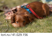 Small ginger dog of the Nevskaya Orchid breed. Стоковое фото, фотограф Анна Кривицкая / Фотобанк Лори