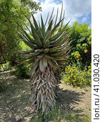 Cape aloe or bitter aloe (lat.- Aloe ferox) Стоковое фото, фотограф Irina Opachevsky / Фотобанк Лори