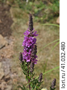 Дербенник иволистный, или плакун-трава (лат. Lythrum salicaria) Стоковое фото, фотограф lana1501 / Фотобанк Лори