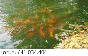 Koi or brocade carp nishikigoi are ornamental domesticated fish bred from the Amur subspecies of carp Cyprinus carpio. Eurasian carp or European carp, common carp, freshwater fish of eutrophic waters. Стоковое видео, видеограф Юлия Петровская / Фотобанк Лори