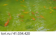 Koi or brocade carp nishikigoi are ornamental domesticated fish bred from the Amur subspecies of carp Cyprinus carpio. Eurasian carp or European carp, common carp, freshwater fish of eutrophic waters. Стоковое видео, видеограф Юлия Петровская / Фотобанк Лори