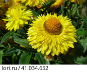 Гелихризум (лат. Helichrysum) Стоковое фото, фотограф lana1501 / Фотобанк Лори