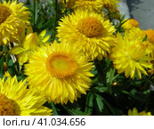 Гелихризум (лат. Helichrysum) Стоковое фото, фотограф lana1501 / Фотобанк Лори
