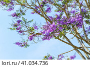 Branch of Jacaranda tree growing against blue sky in Da Lat Vietnam in spring. Стоковое фото, фотограф Татьяна Терехина / Фотобанк Лори