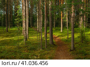 Forest landscape, view of a boreal pine forest with a path among the moss. Стоковое фото, фотограф Евгений Харитонов / Фотобанк Лори