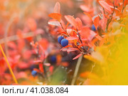 Голубика (Vaccinium uliginosum). Синие ягоды дикой голубики среди красочной осенней листвы. Растения тундры. Дикие ягоды, которые растут в Арктике. Природа Чукотки и Сибири. Сентябрь. Стоковое фото, фотограф Андрей Степанов / Фотобанк Лори