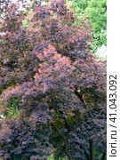 Скумпия кожевенная, сорт "Рубрифолиус" (Cotinus coggygria Scop., Rubrifolius). Фрагмент кроны. Стоковое фото, фотограф Ирина Борсученко / Фотобанк Лори