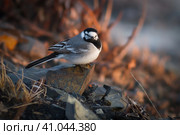 Белая трясогузка (Motacilla alba). Маленькая дикая птица сидит на камне. Животный мир Арктики. Природа и животные Чукотки. Сибирь, Дальний Восток России. Стоковое фото, фотограф Андрей Степанов / Фотобанк Лори